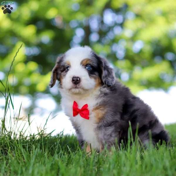 Dragonfly, Mini Bernedoodle Puppy